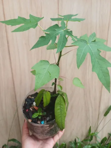 Mudas de plantas mamaoeiro 