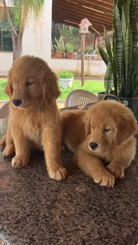 Golden retriever para adoçao