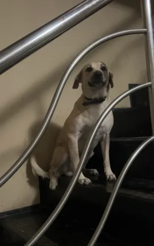 Adoção de cachorro