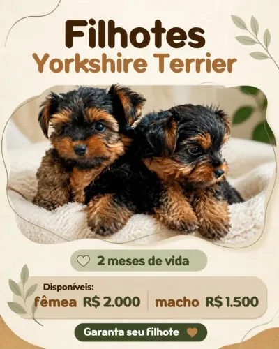 Cachorros Yorkshire