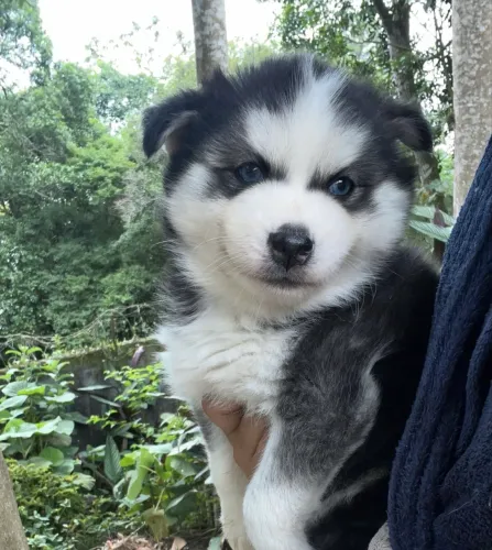 Husky Siberiano filhotes disponíveis prontos para novo lar