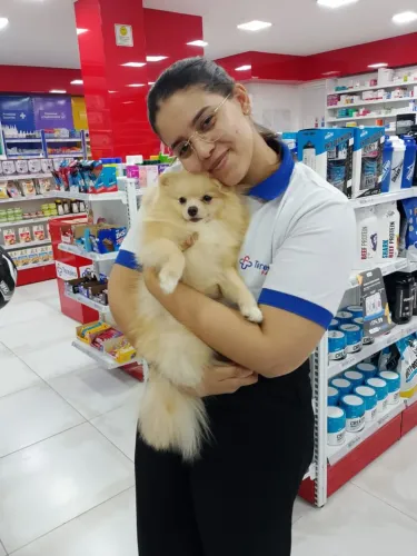 Vendo Spitz Alemão anão macho 