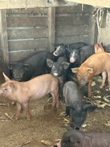 Leitões a venda