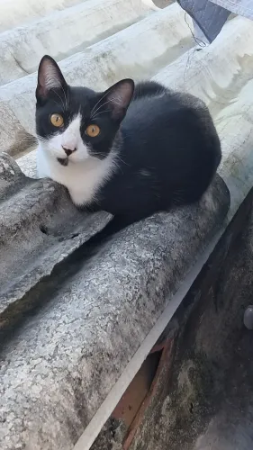 Gatinho para adoção 