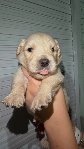 Filhotes Golden Retriever
