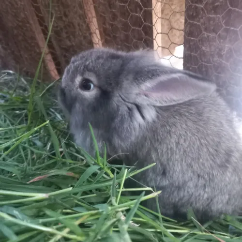 Filhote de coelhos