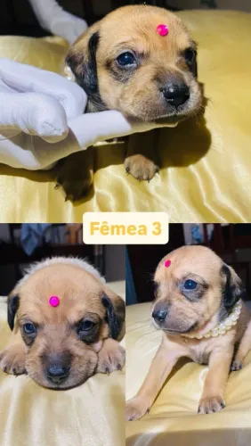 LINDO FILHOTE À VENDA! 
