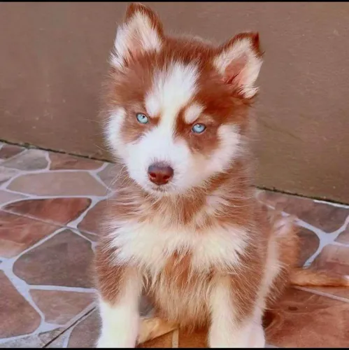 Filhote Husky Siberiano, Leve para casa uma explosão de carinho e felicidade!