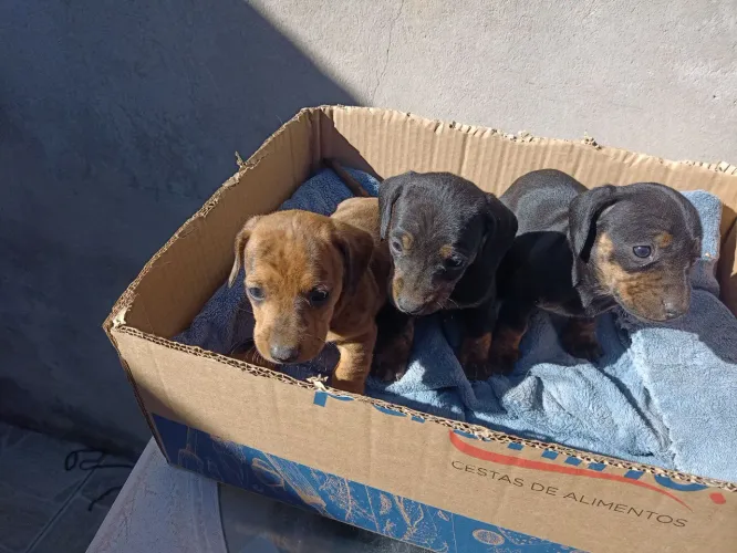 Filhotes de Basset dachshund