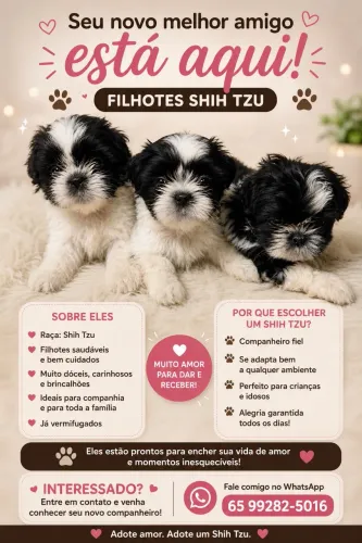 Shih tzu