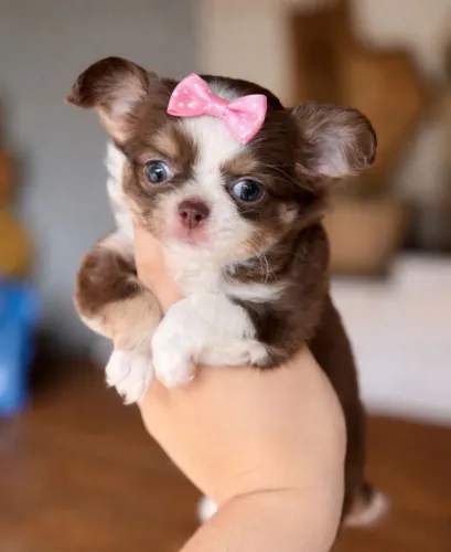 Chihuahua Pêlo Longo Fêmea - Uma Menina Branca e Chocolate