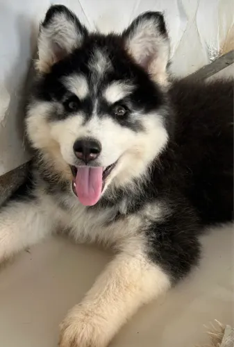 Husky siberiano wolly fêmea 