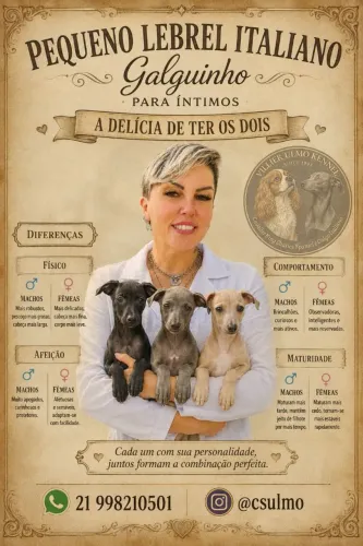 Galguinhos Machos e Femeas - Para reserva