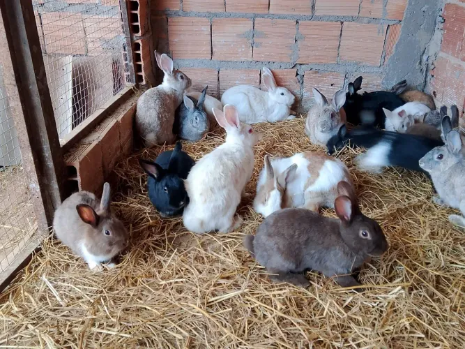 COELHOS