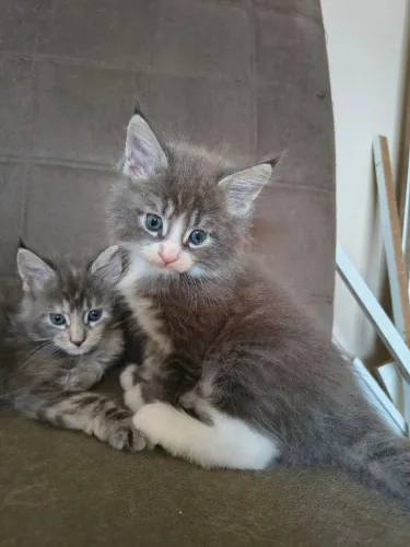 Filhotes de MAINE COON