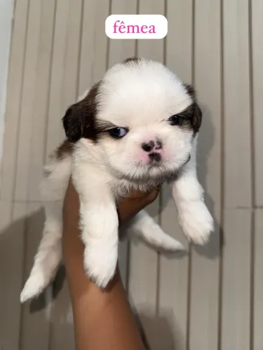 shih tzu
