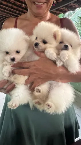 Filhotes de Lulu