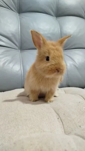 Vendas