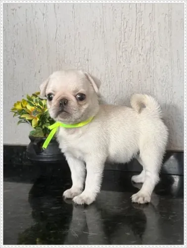 Pug Fêmea branca com Pedigree. Não é albina.