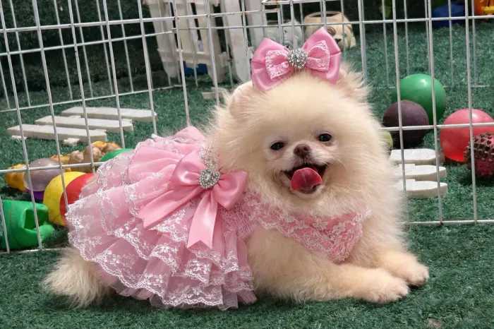 Aproveite esta oportunidade de ter um lulu