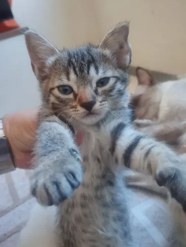 Gatinha (fêmea) 2 meses para adoção