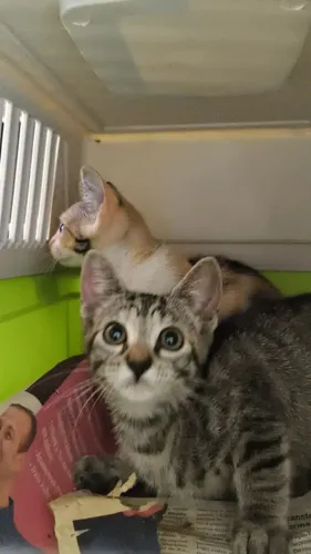 2 gatinhos para doação