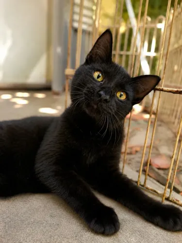 Gatinho castrado para adoção