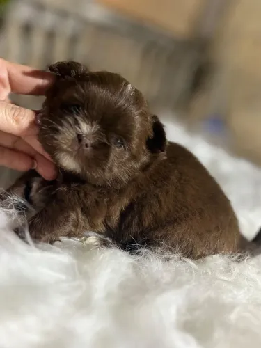  shih Tzu macho mini 