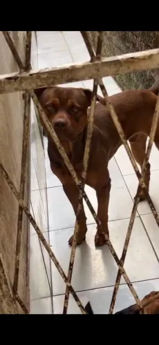 Doação pitbull com rottweiler