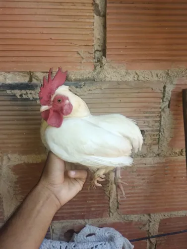 Galo suro 