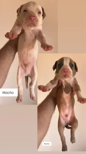 Filhotes de pit monster XL disponíveis