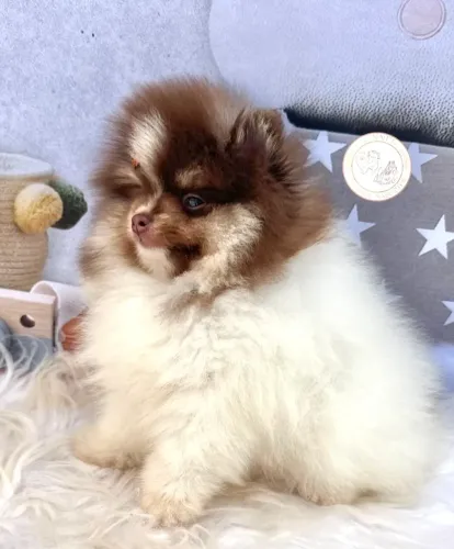 Fêmea, Tricolor de chocolate (Lulu da pomerania)