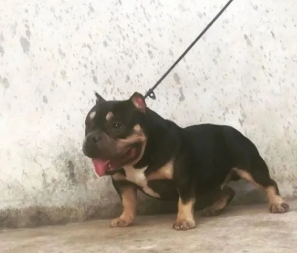 American Bully micro