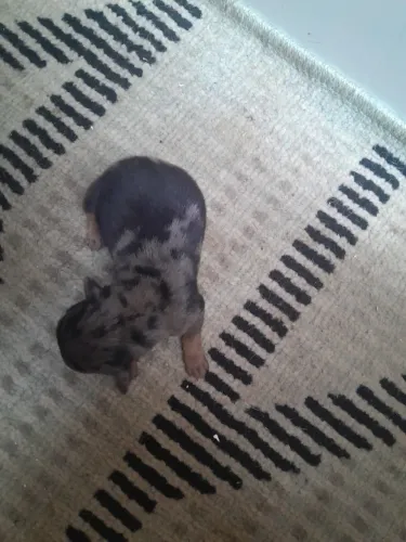 Cachorros pinscher 0 trimerly