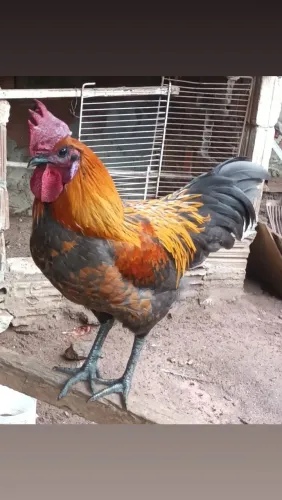 Galo raça yam Cemane 