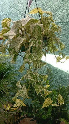 Planta