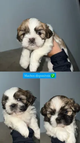 Vendo filhote de shih tsu 