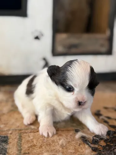 Filhote de Shihtzu