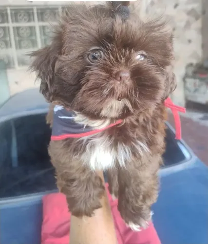 Filhotinhos de Shih Tzu 