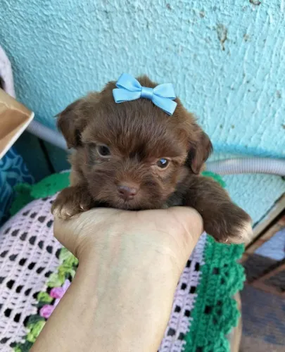 Filhotes de shih Tzu já Comendo Ração