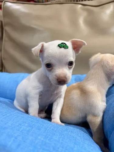 Filhote Pinscher macho