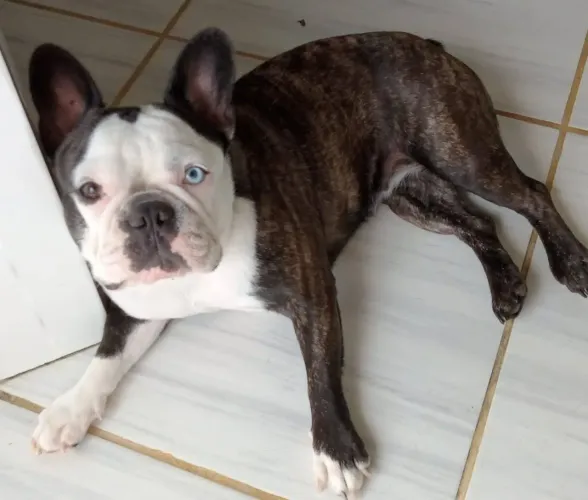 Bulldog francês.Procuro namorado 