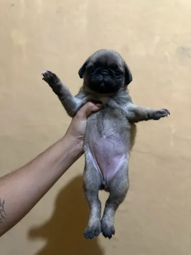 Pug filhote a venda