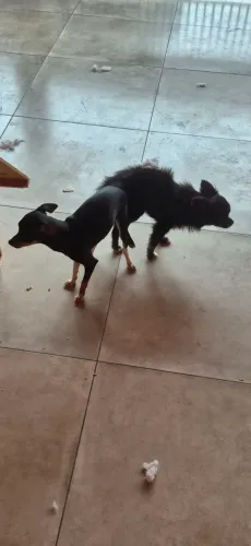 Vendo filhotes de Pinscher com Chiuhauha Raposinha.