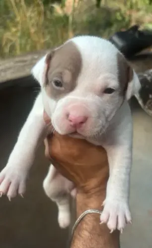 Doa-se filhotes de pitbull urgente.