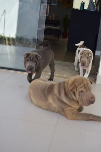Shar Peis adultos à venda 