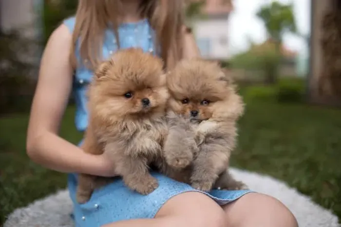 Lulu da Pomerânia Anão Disponível