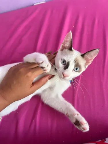 Gatinho pra doação 
