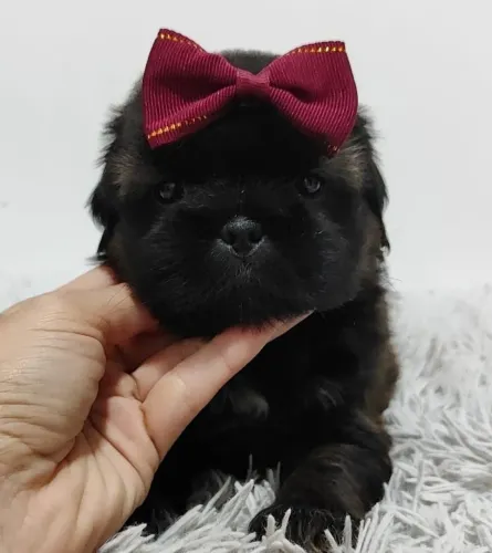 Shih tzu Black | Seu lar mais completo- Chama agora no WhatsApp