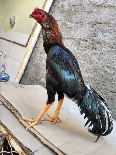 GALO MURA